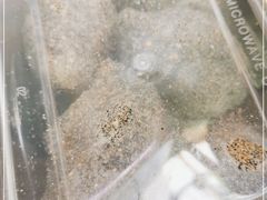 -叶氏麻糍(鼓浪屿店)