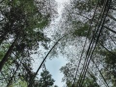 -九龙江国家森林公园