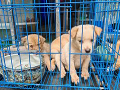 -青石桥花鸟鱼虫市场(叠翠城店)