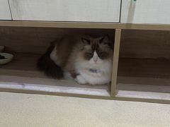 -藏猫猫咖啡主题馆(中央大道店)