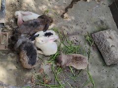 -田园东方蜜桃村的田野营地