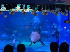 -烟台海昌鲸鲨海洋公园