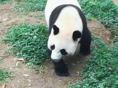 -都江堰中华大熊猫苑