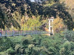 -西双版纳原始森林公园