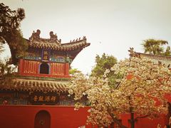 -洛阳白马寺