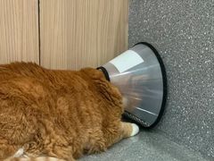 -四月宠物医院·猫专科·心脏专科·内科(转塘店)