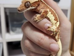 -酷以爬仙阁实体爬宠店·守宫·蜥蜴·专业繁育