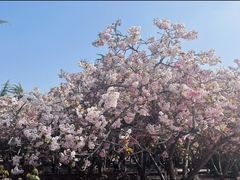 -嵖岈山风景区