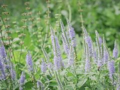 -黑龙江省森林植物园