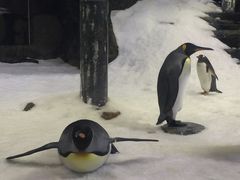 -悉尼海洋生物水族馆