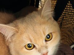 -中农国际动物医院24小时·猫科·骨科·急重症中心