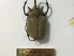 -上海昆虫博物馆