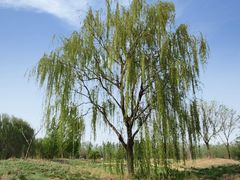 -天津武清北运河郊野公园房车露营地