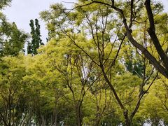 -大兴滨河森林公园