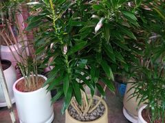 -花鸟鱼虫鲜花绿植市场(玉泉路店)