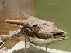 -国家自然博物馆