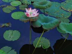 -映月湖公园