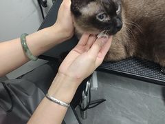 -德元·美联众合24小时动物医院(总院)
