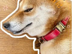 -柴犬高等学院·狗咖·柴犬售卖·宠物训练