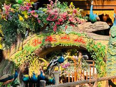 -西双版纳原始森林公园
