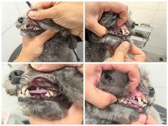 -帕帕拉兹宠物(亚洲旗舰店)