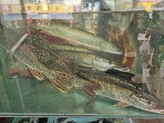 -煲来饱去冷水鱼