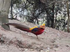 -泉州海丝野生动物世界