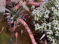-正佳雨林生态植物园