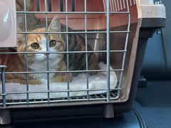 -中农国际动物医院24小时·猫科·骨科·急重症中心
