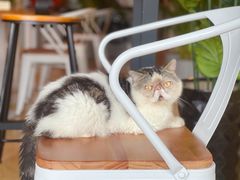 -Cappucimeow猫咪咖啡馆(韦伯时代店)