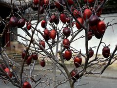 -宁波市保国寺古建筑博物馆
