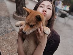 -柴犬高等学院·狗咖·柴犬售卖·宠物训练