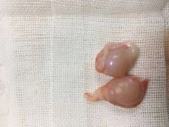 -安安宠医·安宠宠物医院