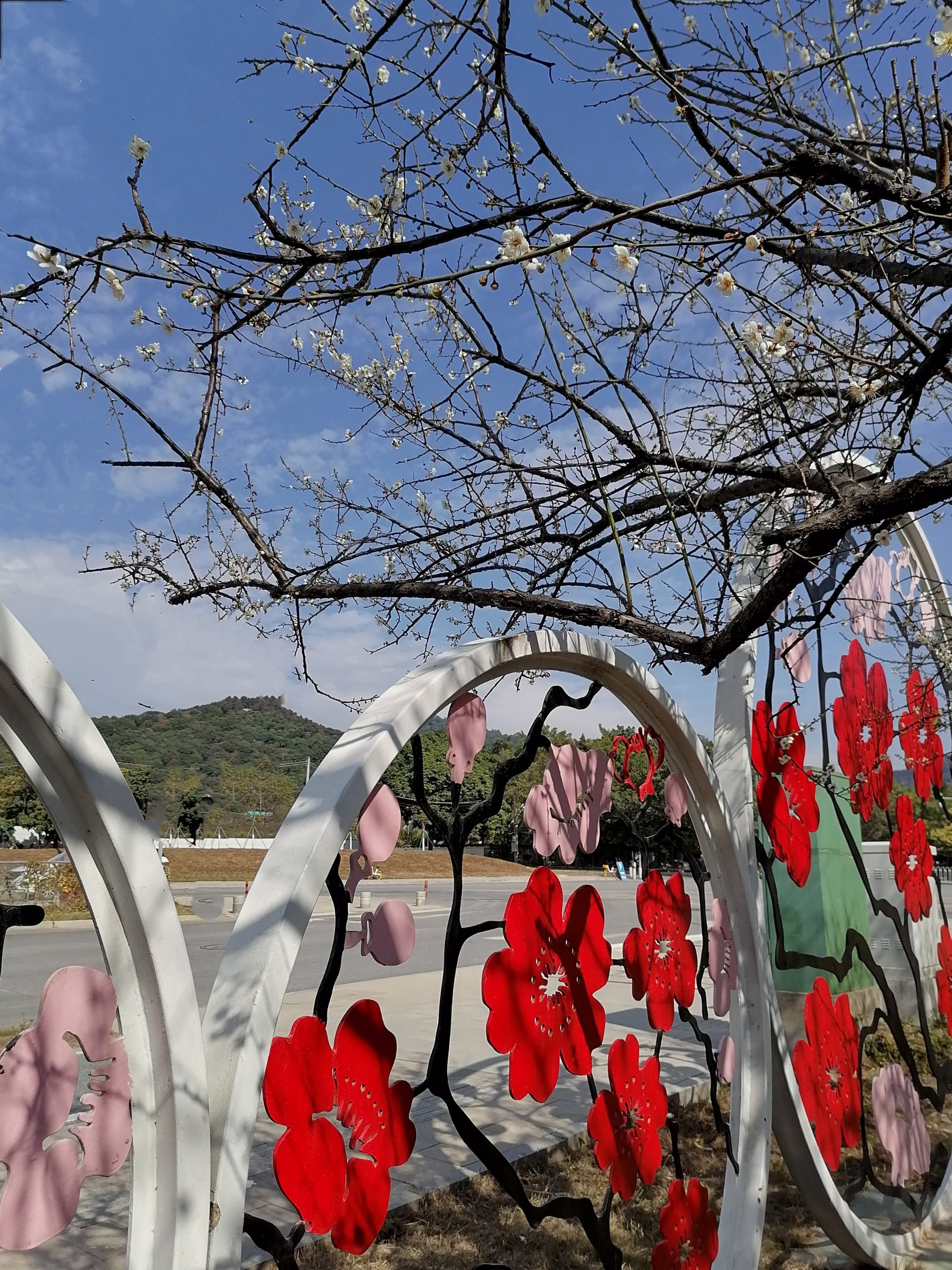 萝岗香雪图片