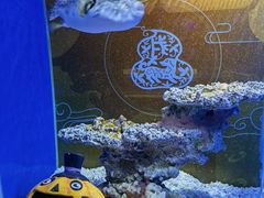 -上海海昌海洋公园