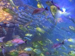 -太平洋海底世界