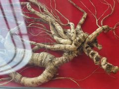 -小杨生煎(黄河路美食休闲街店)