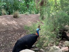 -费瑟代尔野生动物园