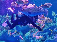 -芜湖新华联大白鲸海洋公园