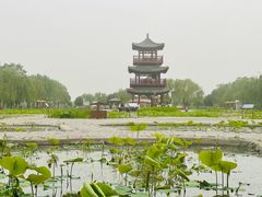 -白洋淀风景区