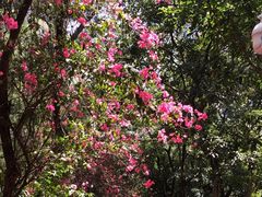 -燕晗山郊野公园