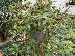 -广州神农草堂中医药博物馆