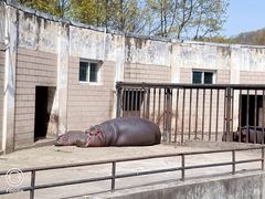 -合肥野生动物园