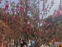 -桃花涧