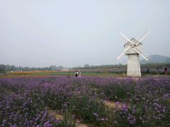 -北京东方普罗旺斯薰衣草庄园