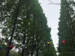 -黄海国家森林公园