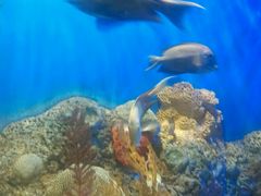 -洛阳龙门海洋馆