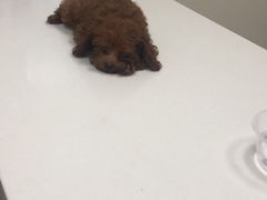 -美联众合动物医院·24h转诊中心