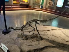 -自贡恐龙博物馆