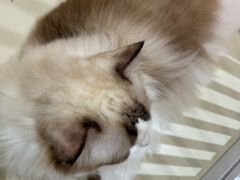 -三花喵·撸猫购宠·宠物生活馆(虹桥南丰城店)